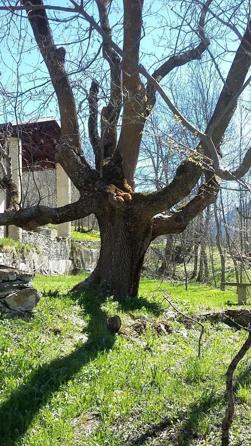 La Casa Del Gigante Frassino Daire Acceglio Dış mekan fotoğraf